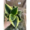 chậu nhựa 8cm
