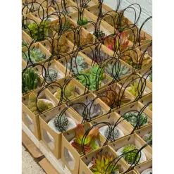 🌸 Chậu Sen Đá & Xương Rồng - Set quà tặng các dịp lễ, lễ tốt nghiệp, sinh nhật, quà cưới