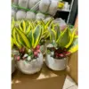 Sứ 8cm mix lá maymắn