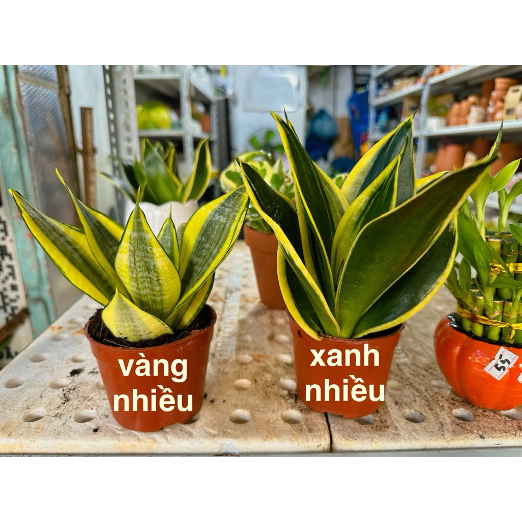 (Hoả Tốc) Chậu sứ mini lưỡi hổ thái - Tặng sỏi - Chậu cây mini để bàn làm việc - Ảnh 3