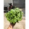 (HCM) CÂY CỎ ĐỒNG TIỀN - RAU MÁ NHẬT - Rất dễ trồng 💓