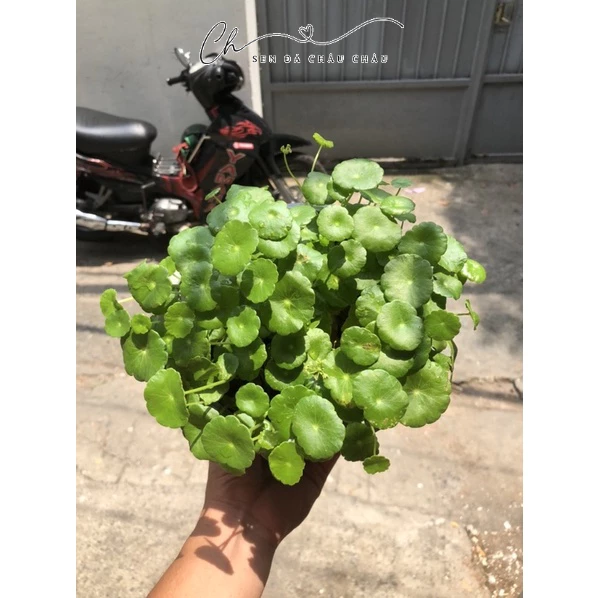 (HCM) CÂY CỎ ĐỒNG TIỀN - RAU MÁ NHẬT - Rất dễ trồng 💓