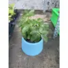Chậu cây Ngũ Gia Bì Mini - Tặng Sỏi