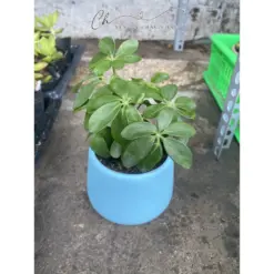 Chậu cây Ngũ Gia Bì Mini - Tặng Sỏi