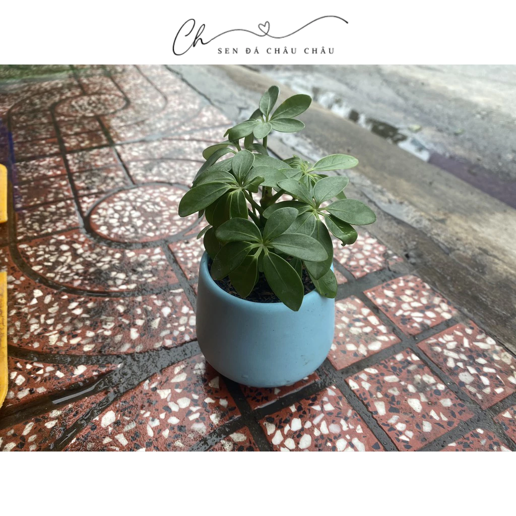 Chậu cây Ngũ Gia Bì Mini - Tặng Sỏi - Ảnh 2