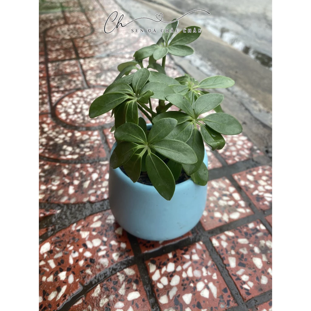 Chậu cây Ngũ Gia Bì Mini - Tặng Sỏi - Ảnh 3