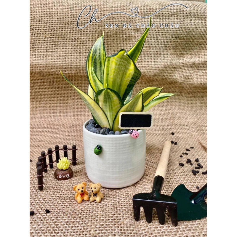 (Hoả Tốc) Chậu sứ mini lưỡi hổ thái - Tặng sỏi - Chậu cây mini để bàn làm việc