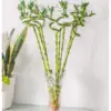 Chậu thuỷ tinh Trúc Phát tài Có Gấu Trúc Leo Lên - Trúc Xoắn - Cây nhựa cắm vào nước - Hoa giả