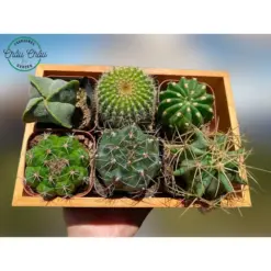 [TỔNG HỢP] Xương Rồng Mini, Đẹp, Đa Dạng, Dễ Trồng - Xương rồng, Cactus