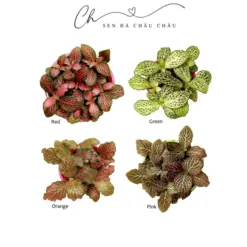 Chậu sứ / chậu đất nung LÁ MAY MẮN ĐỦ MÀU - FITTONIA, LÁ CẨM NHUNG (TẶNG PHỤ KIỆN CUTE)